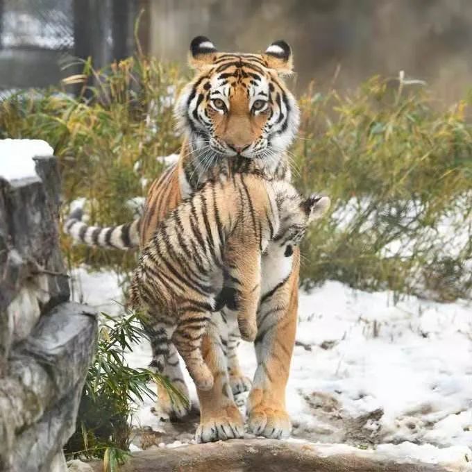 宝博微课堂:西周青铜母子虎